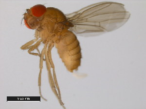  (Drosophila pallidosa - 14024-0433.00)  @11 [ ] Copyright (2011) CBG Photography Group Centre for Biodiversity Genomics