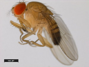  (Drosophila ficusphila - 14025-0441.06)  @11 [ ] Copyright (2011) CBG Photography Group Centre for Biodiversity Genomics
