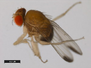  (Drosophila elegans - 14027-0461.00)  @11 [ ] Copyright (2011) CBG Photography Group Centre for Biodiversity Genomics