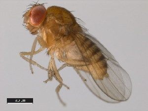  (Drosophila elegans - 14027-0461.03)  @11 [ ] Copyright (2011) CBG Photography Group Centre for Biodiversity Genomics