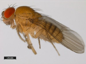  (Drosophila auraria - 14028-0471.00)  @11 [ ] Copyright (2011) CBG Photography Group Centre for Biodiversity Genomics