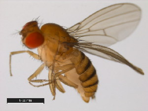  (Drosophila auraria - 14028-0471.01)  @11 [ ] Copyright (2011) CBG Photography Group Centre for Biodiversity Genomics