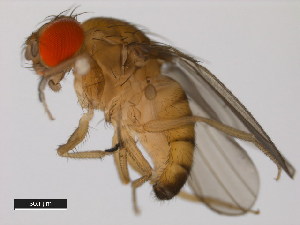  (Drosophila baimaii - 14028-0481.01)  @11 [ ] Copyright (2011) CBG Photography Group Centre for Biodiversity Genomics