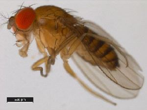  (Drosophila jambulina - 14028-0531.01)  @11 [ ] Copyright (2011) CBG Photography Group Centre for Biodiversity Genomics
