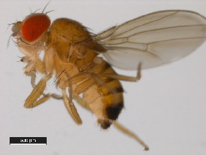  (Drosophila jambulina - 14028-0531.02)  @11 [ ] Copyright (2011) CBG Photography Group Centre for Biodiversity Genomics