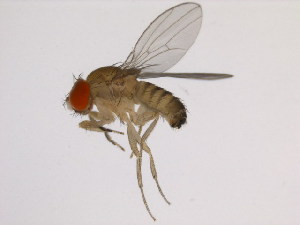  (Drosophila lacteicornis - 14028-0571.00)  @11 [ ] Copyright (2011) CBG Photography Group Centre for Biodiversity Genomics