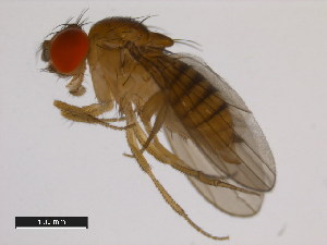  (Drosophila diplacantha - 14028-0586.00)  @11 [ ] Copyright (2011) CBG Photography Group Centre for Biodiversity Genomics