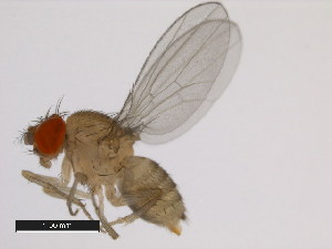  (Drosophila orosa - 14028-0611.01)  @11 [ ] Copyright (2011) CBG Photography Group Centre for Biodiversity Genomics