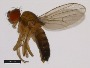  (Drosophila punjabiensis - 14028-0641.00)  @11 [ ] Copyright (2011) CBG Photography Group Centre for Biodiversity Genomics