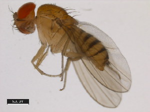  (Drosophila triauraria - 14028-0651.00)  @11 [ ] Copyright (2011) CBG Photography Group Centre for Biodiversity Genomics