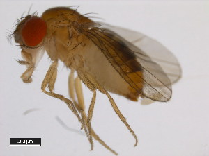  (Drosophila serrata - 14028-0681.03)  @11 [ ] Copyright (2011) CBG Photography Group Centre for Biodiversity Genomics