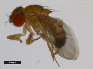  (Drosophila tsacasi - 14028-0701.00)  @11 [ ] Copyright (2011) CBG Photography Group Centre for Biodiversity Genomics