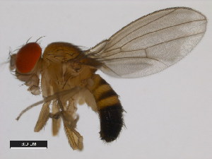  (Drosophila nr. barbarae - DSSC-01)  @11 [ ] Copyright (2011) CBG Photography Group Centre for Biodiversity Genomics