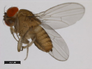  (Drosophila bunnanda - 14028-0721.00)  @11 [ ] Copyright (2011) CBG Photography Group Centre for Biodiversity Genomics