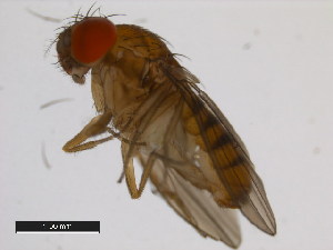  (Drosophila asahinai - 14028-0741.00)  @11 [ ] Copyright (2011) CBG Photography Group Centre for Biodiversity Genomics