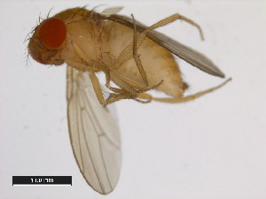  (Drosophila fuyamai - 14029-0011.00)  @11 [ ] Copyright (2011) CBG Photography Group Centre for Biodiversity Genomics