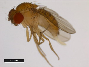  (Drosophila fuyamai - 14029-0011.01)  @11 [ ] Copyright (2011) CBG Photography Group Centre for Biodiversity Genomics