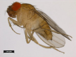  (Drosophila rhopaloa - 14029-0021.01)  @11 [ ] Copyright (2011) CBG Photography Group Centre for Biodiversity Genomics