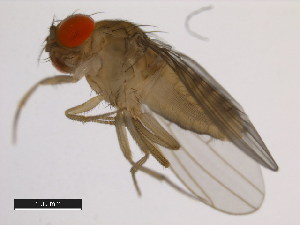  (Drosophila capricorni - 14030-0721.00)  @11 [ ] Copyright (2011) CBG Photography Group Centre for Biodiversity Genomics
