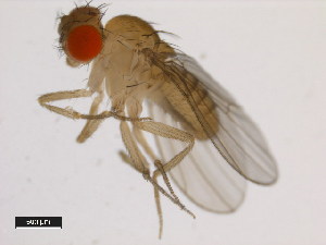  (Drosophila equinoxialis - 14030-0741.00)  @11 [ ] Copyright (2011) CBG Photography Group Centre for Biodiversity Genomics