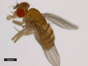  (Drosophila equinoxialis - 14030-0741.01)  @11 [ ] Copyright (2011) CBG Photography Group Centre for Biodiversity Genomics