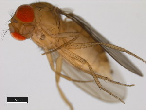  (Drosophila sucinea - 14030-0791.01)  @11 [ ] Copyright (2011) CBG Photography Group Centre for Biodiversity Genomics