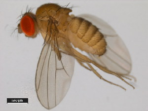  (Drosophila sucinea - 14030-0791.02)  @11 [ ] Copyright (2011) CBG Photography Group Centre for Biodiversity Genomics
