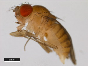  (Drosophila tropicalis - 14030-0801.00)  @11 [ ] Copyright (2011) CBG Photography Group Centre for Biodiversity Genomics