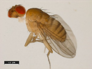  (Drosophila willistoni - 14030-0814.10)  @11 [ ] Copyright (2011) CBG Photography Group Centre for Biodiversity Genomics