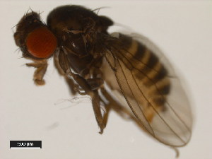  (Drosophila neocordata - 14041-0831.00)  @11 [ ] Copyright (2011) CBG Photography Group Centre for Biodiversity Genomics