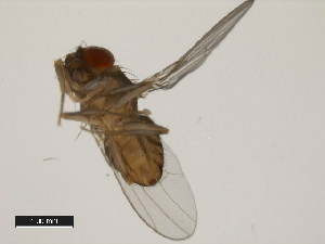  (Drosophila dacunhai - 14043-0854.00)  @11 [ ] Copyright (2011) CBG Photography Group Centre for Biodiversity Genomics
