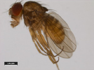  (Drosophila milleri - 14043-0861.00)  @11 [ ] Copyright (2011) CBG Photography Group Centre for Biodiversity Genomics