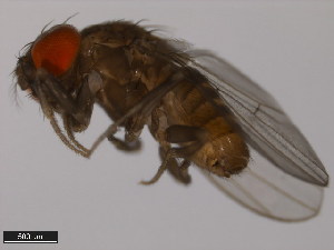  (Drosophila austrosaltans - 14045-0881.00)  @13 [ ] CreativeCommons - Attribution Non-Commercial Share-Alike (2011) ANIC/BIO Photography Group ANIC/Centre for Biodiversity Genomics