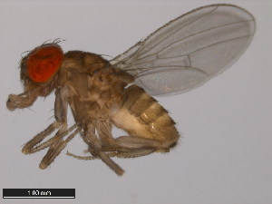  (Drosophila lusaltans - 14045-0891.00)  @11 [ ] CreativeCommons - Attribution Non-Commercial Share-Alike (2011) ANIC/BIO Photography Group ANIC/Centre for Biodiversity Genomics