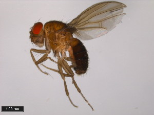 (Drosophila fraburu - 15000-2597.00)  @11 [ ] CreativeCommons - Attribution Non-Commercial Share-Alike (2011) ANIC/BIO Photography Group ANIC/Centre for Biodiversity Genomics
