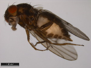  (Drosophila lacicola - 15010-0991.13)  @11 [ ] CreativeCommons - Attribution Non-Commercial Share-Alike (2011) ANIC/BIO Photography Group ANIC/Centre for Biodiversity Genomics