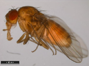  (Drosophila novamexicana - 15010-1031.00)  @11 [ ] CreativeCommons - Attribution Non-Commercial Share-Alike (2011) ANIC/BIO Photography Group ANIC/Centre for Biodiversity Genomics