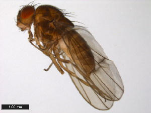  (Drosophila canadiana - 15010-1091.00)  @11 [ ] CreativeCommons - Attribution Non-Commercial Share-Alike (2011) ANIC/BIO Photography Group ANIC/Centre for Biodiversity Genomics