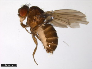  (Drosophila sordidula - 15020-1121.00)  @11 [ ] CreativeCommons - Attribution Non-Commercial Share-Alike (2011) ANIC/BIO Photography Group ANIC/Centre for Biodiversity Genomics