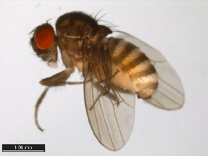  (Drosophila euronotus - 15030-1131.01)  @11 [ ] CreativeCommons - Attribution Non-Commercial Share-Alike (2011) ANIC/BIO Photography Group ANIC/Centre for Biodiversity Genomics