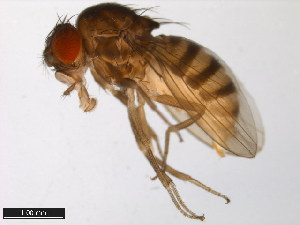  (Drosophila melanica - 15030-1141.03)  @11 [ ] CreativeCommons - Attribution Non-Commercial Share-Alike (2011) ANIC/BIO Photography Group ANIC/Centre for Biodiversity Genomics