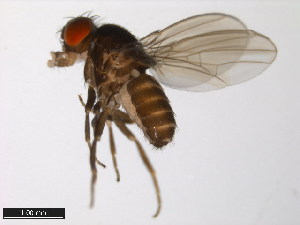  (Drosophila micromelanica - 15030-1151.01)  @11 [ ] CreativeCommons - Attribution Non-Commercial Share-Alike (2011) ANIC/BIO Photography Group ANIC/Centre for Biodiversity Genomics