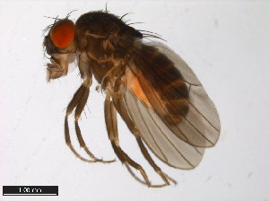  (Drosophila nigromelanica - 15030-1171.01)  @11 [ ] CreativeCommons - Attribution Non-Commercial Share-Alike (2011) ANIC/BIO Photography Group ANIC/Centre for Biodiversity Genomics