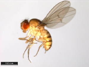  (Drosophila gaucha - 15070-1231.00)  @11 [ ] CreativeCommons - Attribution Non-Commercial Share-Alike (2011) ANIC/BIO Photography Group ANIC/Centre for Biodiversity Genomics