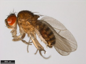  (Drosophila aldrichi - 15081-1251.19)  @11 [ ] CreativeCommons - Attribution Non-Commercial Share-Alike (2011) ANIC/BIO Photography Group ANIC/Centre for Biodiversity Genomics