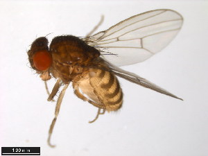  (Drosophila anceps - 15081-1261.02)  @11 [ ] CreativeCommons - Attribution Non-Commercial Share-Alike (2011) ANIC/BIO Photography Group ANIC/Centre for Biodiversity Genomics