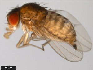  (Drosophila arizonae - 15081-1271.14)  @11 [ ] CreativeCommons - Attribution Non-Commercial Share-Alike (2011) ANIC/BIO Photography Group ANIC/Centre for Biodiversity Genomics