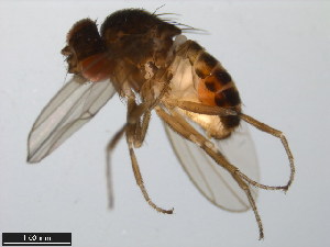  (Drosophila hexastigma - 15081-1302.02)  @11 [ ] CreativeCommons - Attribution Non-Commercial Share-Alike (2011) ANIC/BIO Photography Group ANIC/Centre for Biodiversity Genomics
