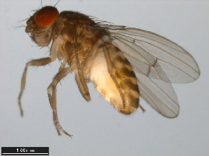  (Drosophila longicornis - 15081-1311.02)  @11 [ ] CreativeCommons - Attribution Non-Commercial Share-Alike (2011) ANIC/BIO Photography Group ANIC/Centre for Biodiversity Genomics
