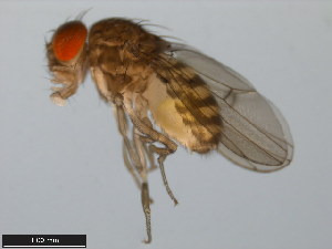  (Drosophila meridiana - 15081-1341.03)  @11 [ ] CreativeCommons - Attribution Non-Commercial Share-Alike (2011) ANIC/BIO Photography Group ANIC/Centre for Biodiversity Genomics